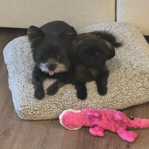 Meet your Posher, Kerri